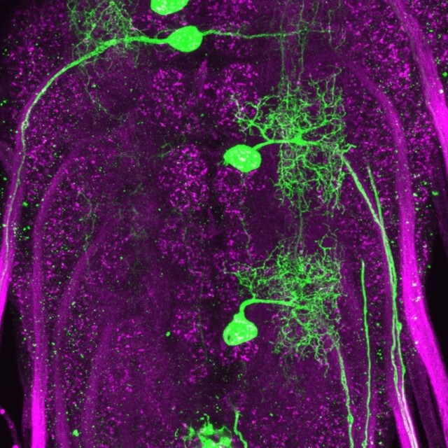 motor neurons in Drosophila